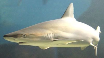 ข้อเท็จจริงเกี่ยวกับฉลามจมูกดำ (Carcharhinus acronotus)