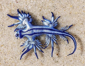 Blue Glaucus Facts and Species Information with Pictures