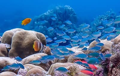 Blue Lagoon Dive Site Candidasa Bali, Indonesia.