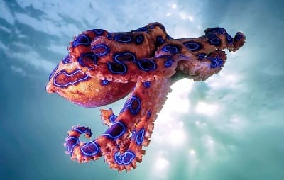 Blue Ringed Octopus Bite Symptoms and First Aid Treatment