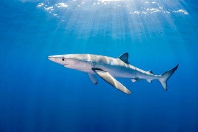 Blue Shark Interesting Facts and Information with Pictures