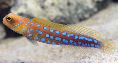 Jawfish Facts and Species Information