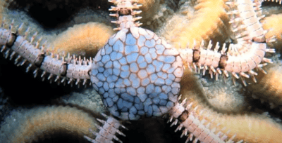 Brittle Star (class Ophiuroidea)