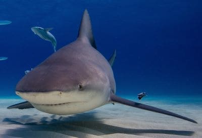 Requiem Shark Species: Bull Shark