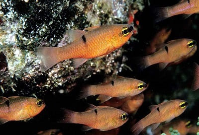 Cardinal Fish Facts and Species Information with Pictures