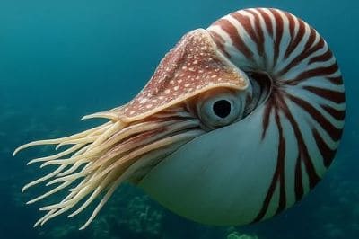 Nautilus Facts and Species Information with Pictures