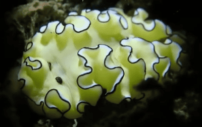 Cheesecake Nudibranch (Doriprismatica atromarginata)