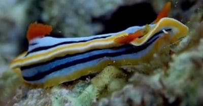 หอยทากทะเลสุดวิเศษของแอนนา (Chromodoris annae)