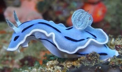 Chromodoris Lochi Sea Slug Facts and Species Information