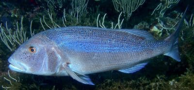 Common Dentex Sea Bream Facts and Information with Pictures