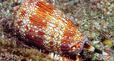 Cone Snail Sting Symptoms and First Aid Treatment.