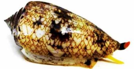 Cone Shell Snail [Conus marmoreus]