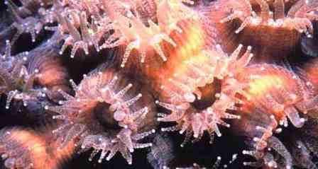 Tiny Polyps Produce Magnificent Coral Reefs