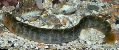 Interesting Facts about Gunnels (Family: Pholidae)