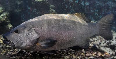 Snapper Fish Facts and Species Information (Lutjanidae)