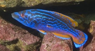 Cuckoo Wrasse Fish Facts and Species Information.