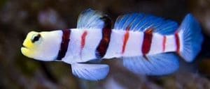 Dracula Shrimpgoby (Stonogobiops dracula)