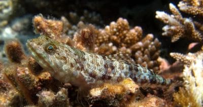 Violet Goby Dragon Fish Facts and Information with Pictures