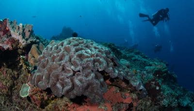 Drop Off Dive Site at Tulamben Bay, Bali, Indonesia