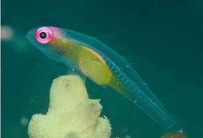 Dwarf Pygmy Goby Fun Facts and Information with Pictures