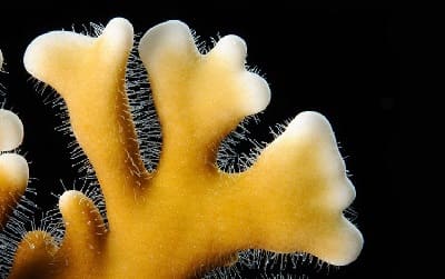 Fire Coral Sting Symptoms and Treatment (Millepora alcicornis)