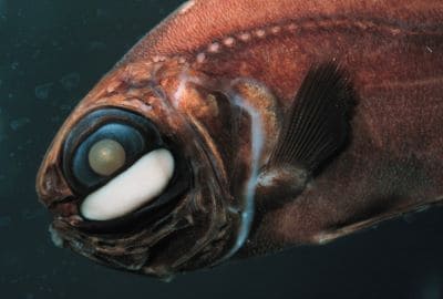 Flashlight Fish Facts and Species Information