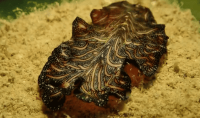 Flatworm Facts and Species Information (Pseudobiceros bedfordi)