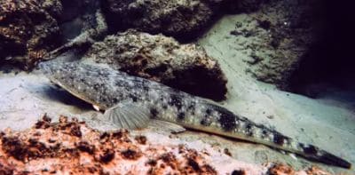 Flathead Fish Facts and Species Information (Platycephalidae)
