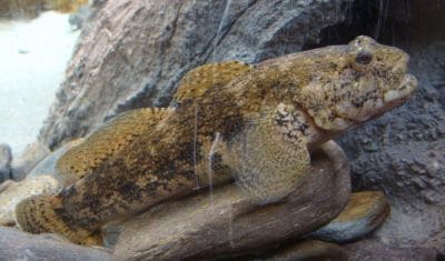 Giant Goby Fish Facts and Information with Pictures