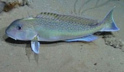 Interesting Facts about Tilefishes