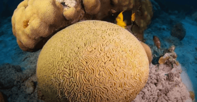 What are Coral Bommies and Why are they Important?