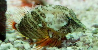 ข้อเท็จจริงที่น่าสนใจเกี่ยวกับปลาสคัลพิน (Cottoidea)