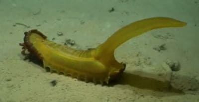 Information about the Gummy Squirrel Sea Cucumber (holothurian)