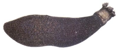 Sea Cucumbers Facts and Information