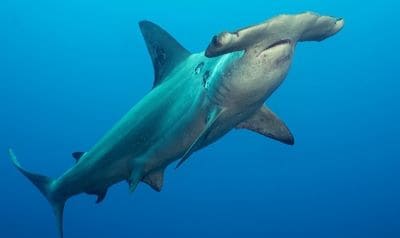 Hammerhead Shark Facts and Information with Pictures