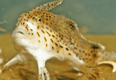 Handfish [Anglerfish] Facts and Information
