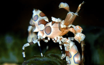 เกร็ดความรู้ที่น่าสนใจเกี่ยวกับกุ้งทะเล