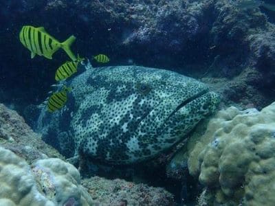 Scuba Diving with Goliath Groupers at the Goa Islands.