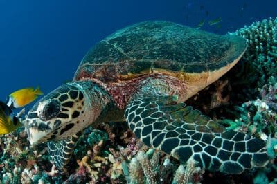 Interesting Information and Facts about the Hawksbill Sea Turtle