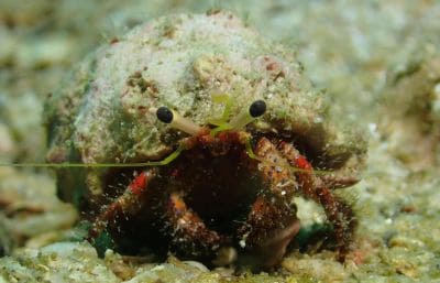 ปูเสฉวน: ข้อเท็จจริงและข้อมูลสนุกๆ (Paguroidea)