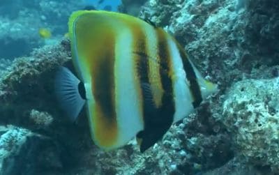 ข้อเท็จจริงที่น่าสนใจเกี่ยวกับปลาผีเสื้อครีบสูง (Coradion altivelis)