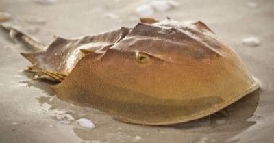 Interesting Facts about Horseshoe Crabs