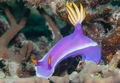 Hypselodoris Bullockii Facts and Species Information