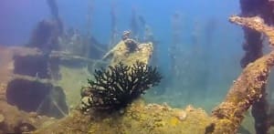Inchkeith Wreck Dive Site Havelock Island, Andaman, India