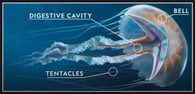 Picture showing jellyfish anatomy and physiology