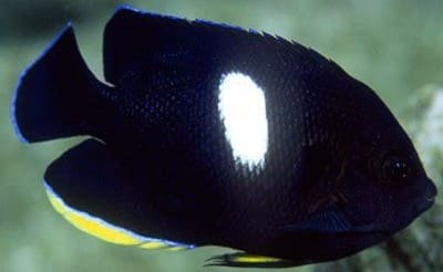 Keyhole Angelfish Interesting Facts and Information