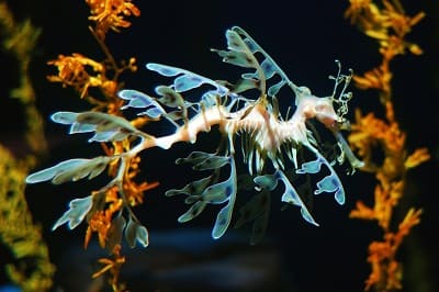 Leafy Sea Dragon Appearance and Characteristics