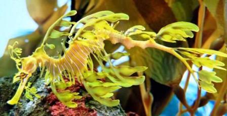 Seahorses are small bony fish [Leafy Seadragon]