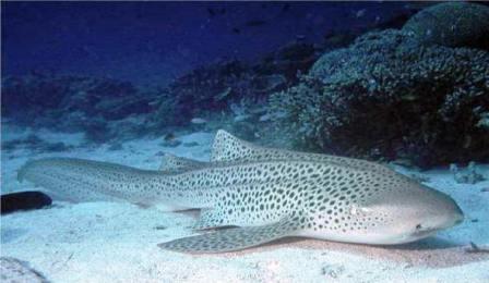 Leopard Shark Facts and Information