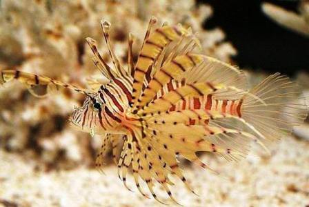 Lionfish Sting Symptoms and First Aid Treatment for Recovery